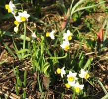 Daffodil Tazetta Canaliculatus