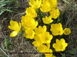 Sternbergia Lutea