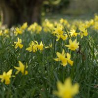 Daffodil Cyclamineus February Gold