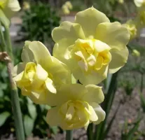 Daffodil Double Yellow Cheerfulness
