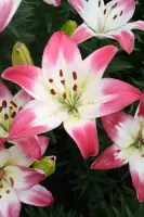 Lily Asiatic Lollypop