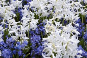 Chionodoxa Gigantea Alba