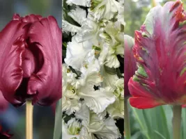 Tulip Parrot Collection (60 bulbs)