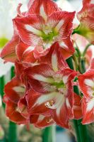 Amaryllis Minerva
