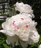 Peony Festiva Maxima - Clump