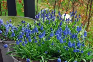 Muscari Armeniacum