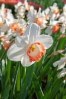 Daffodil Lg. Cup Pink Pride
