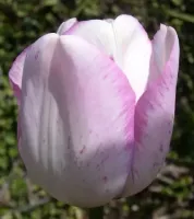 Tulip Single Late Shirley