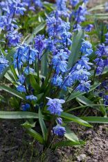 Scilla Sibirica Blue