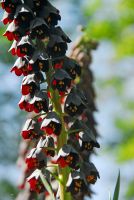 Fritillaria Persica