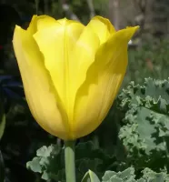 Tulip Triumph Strong Gold