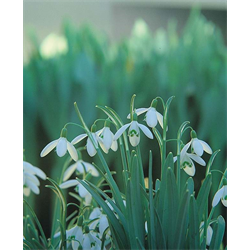 Galanthus (Snowdrop)