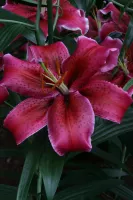 Lily Oriental Corvara