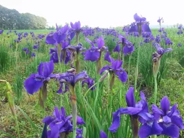 Iris Sibirica Caesars Brother - Bulk Landscaping