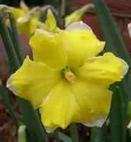 Daffodil Split Cup Orangery