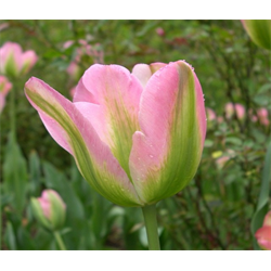 Tulip, Viridiflora