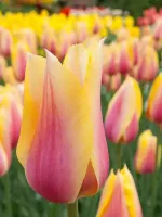 Tulip Single Late Blushing Beauty