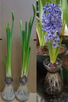 Forcing Vase Gift kit (1 vase, 2 bulbs/kit)