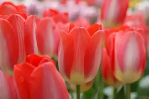 Tulip Darwin Hybrid Big Chief