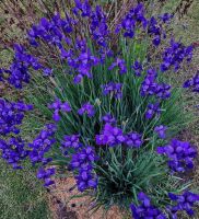 Iris Sibirica Caesars Brother - Clump
