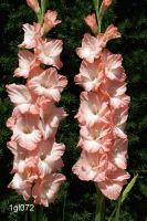 Gladiolus Pink