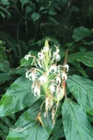Hedychium Speciosum