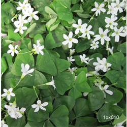 Oxalis (False Shamrock)