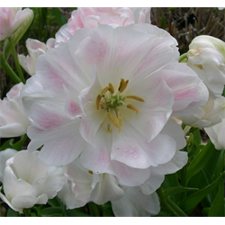 Tulip, Double Flowered