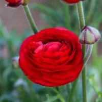 Ranunculus Red