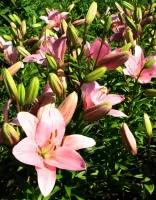 Lily Asiatic Pink