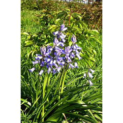 Hyacinthoides (Bluebell)