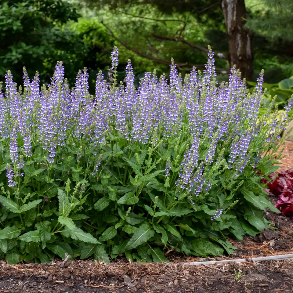 Salvia Azure Snow PP30534 Preorder Spring 2027 - Terra Ceia Farms