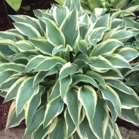 Hosta Wolverine