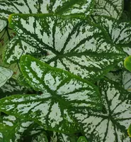 Caladium Fancy Leaf White Christmas