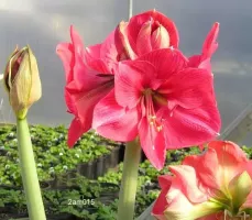 Amaryllis Brazza