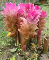 Curcuma zeodaria Bicolor Wonder