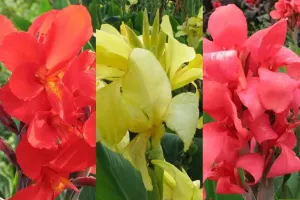 Canna Giant Collection (15 plants)