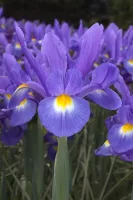 Dutch Iris Hildegarde