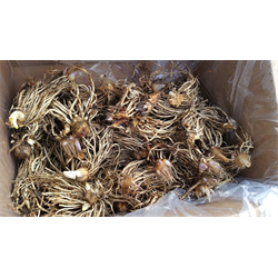 Hosta - Bulk Landscaping Specials