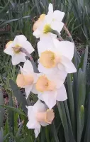 Daffodil Lg. Cup Salome