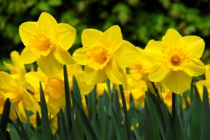 Daffodil Lg. Cup Carlton