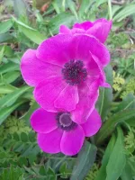 Anemone Coronaria Sylphide