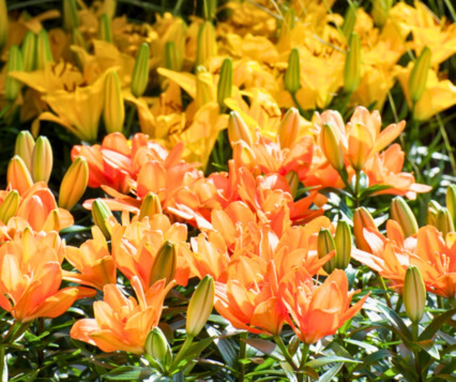 Orange and yellow lilies blooming among green stems and buds