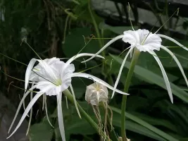 Hymenocallis Littoralis