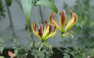 Gloriosa Carsonii