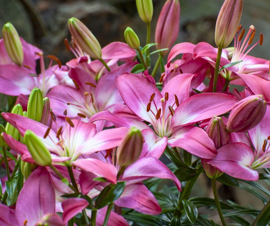 Pink lilies with pale centers flowering among green leaves and unopened buds
