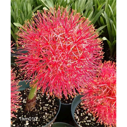 Haemanthus (Blood Lily)