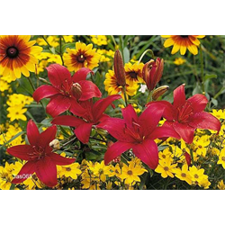 Asiatic Lily by Variety