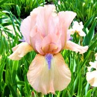 Bearded Iris Reblooming - Concertina (Pink)