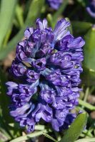 Hyacinth Peter Stuyvesant